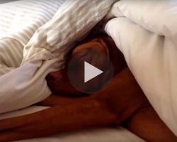 Dog Is Deep Asleep When The Alarm Goes Off. His Reaction? Hilarious!