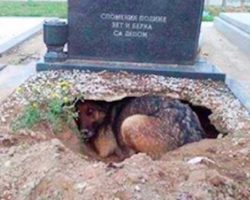 Dog looks to be ‘grieving’ for her deceased owner in grave. Here’s what she was hiding