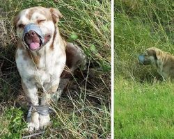 Dog With A Taped Muzzle And Legs Can’t Contain Himself After He’s Rescued By Plumbers