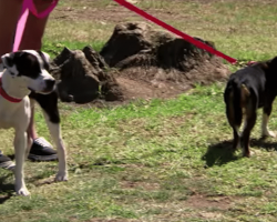 Her 2 Dogs Catch A Familiar Scent At The Park…Then She Looks Over, And Her Heart Shatters