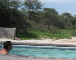 Family Relax In Pool, But Then Suddenly Freeze When An Unlikely Visitor Decides To Join Them