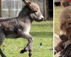 Farmers Young Donkey, Elvis, Went Missing, Where He Found The Hilarious Little Mule Had Him In Stitches