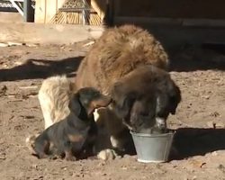 Dachshund Helps Save Best Friend St. Bernard Stuck In Two Feet Of Mud