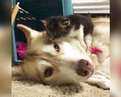 Family Introduces Dying Kitten To Husky – Husky’s Response To Meeting Her Is Going Viral