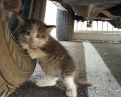 A man spotted a kitten under a truck. What he did will thaw any frozen heart.