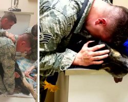 Military Dog Lies On The Floor, Lets Owner Know It’s Time To Get The Flag