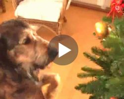 When Mom Left The House, Her Dogs Got Busy And Planned A Very Special Christmas Surprise!