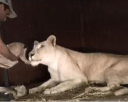 Mom Lioness Just Gave Birth To A Cute Lion Cub. Then This Man Tries To Pick The Little Cub Up