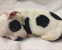 Petey Was Left To Starve and Die – And The Reason Why Stuns His New Owner