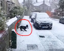 Dog Has Never Seen Snow, Captured Footage Of 1 Of A Kind Reaction Is Lighting Up The Internet