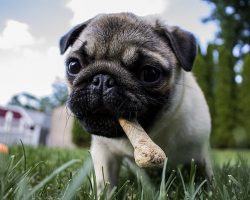 FDA Warns Dog Owners to Avoid Bone Treats After 15 Dogs Die