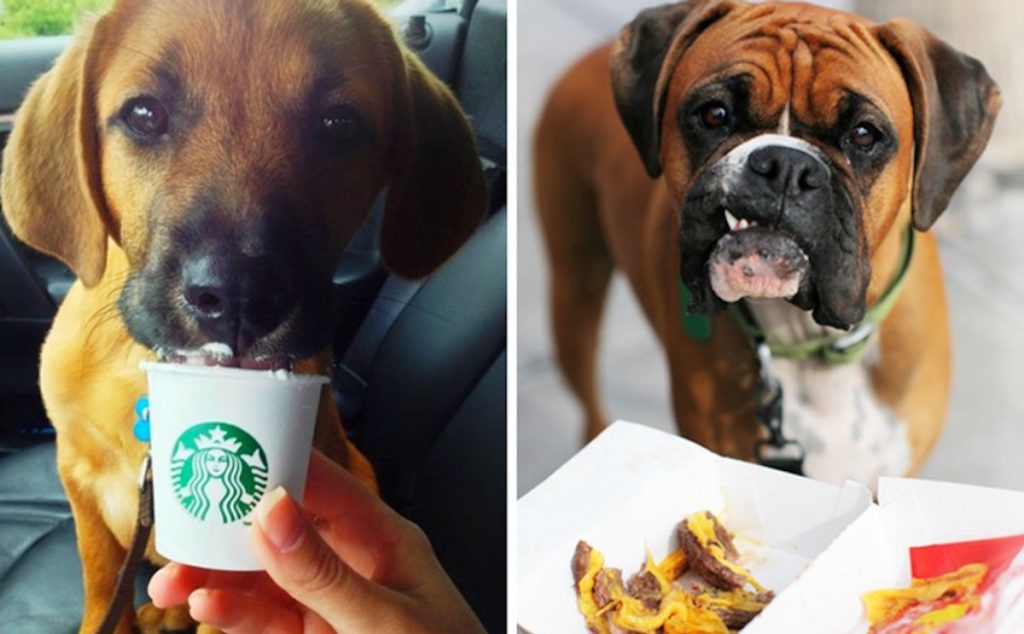 15 Chain Restaurants & DriveThrus With (Secret) Menu Items For Dogs