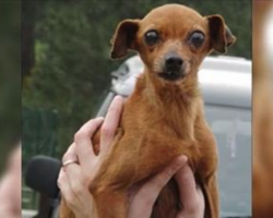 She spent 12 years in a cage at the puppy mill, but watch when her rescuers show up