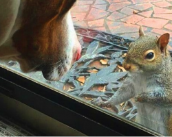 Squirrel Taps Window Every Day — 8 Years On, The Family Realizes What She’s Desperate To Show Them