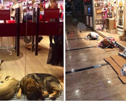 These Store Owners Are Doing The Nicest Things For Stray Dogs During Snowstorm