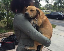 Traumatized Dog With Scars On Her Back And Head Can’t Believe She Is Finally Rescued