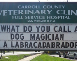 9 Signs That Show Veterinarians Can Have Great Senses Of Humor