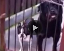 When He Shouts ‘HELLO!’ The Dog’s Response Leaves EVERYONE In Stitches!