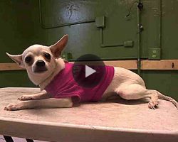 1 Year Old Pup Surrendered To High Kill Shelter Wearing Her Favorite Pink Sweater, Cries Before She Sleeps