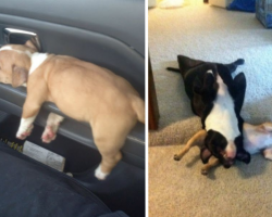 20 Dogs Who Take Napping So Seriously, They Can Do It Anywhere