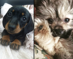 28 Puppies Who Can Get Away With Anything They Want Because They’re That Cute