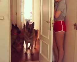 These dogs playing hide-and-seek with their owners will make your day