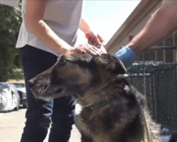 Abandoned dog thinks he’s done wrong when he’s led out of shelter. But then, he sees what’s waiting