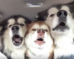 Alaskan malamutes on their way to get groomed start singing the song of their people
