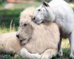 White lion and white tiger had babies together and they’re the most adorable things on Earth