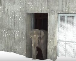 Zoo Closed After Huge Snow Storm, Cameras Capture Animals Magically Playing In Snow