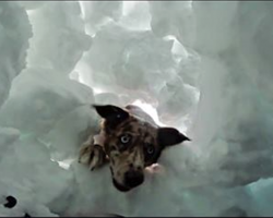 (Video) Actual Footage Of Boy Being Saved By Avalanche Rescue Dog