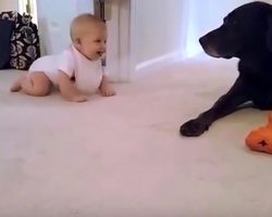 Daddy’s Filming Baby Girl’s 1st Crawl, But It’s Dog’s Actions At The End That Go Viral
