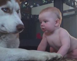 Baby Sneaks Up To Serious Husky – Husky’s Comeback Is Quickly Going Viral