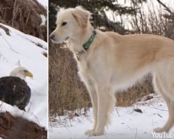 Bald Eagle Saved From Freezing To Death By Golden Retriever