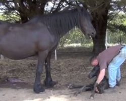 After Helping Pregnant Horse Give Birth, Watch Man Introduce Mom To Baby For Very 1st Time