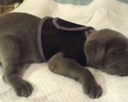 Breeder Calls Puppy “Defective” And Planned To Get Rid Of Her Until Miracle Happens