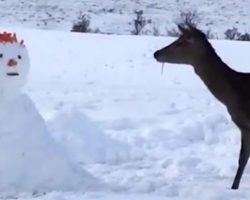 Snowman Blocks Deer’s Path – Deer’s Response Has Internet Rolling On Floor With Laughter