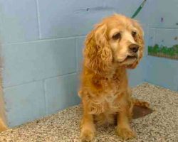 Senior Dog Cries As Family Leaves Her Behind At Shelter For Another Dog, But Someone Heard Her