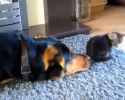 Dog Tries Everything Possible To Befriend Cat, Gives It One Final Go