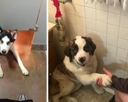 15 Dogs Who Won’t Let Their Owners Use The Bathroom Alone