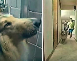 Dog keeps barking at owner in shower, then she realizes something terrible was about to happen