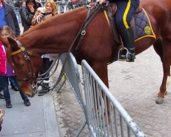 Adorable Dog (Frenchie!) Plays with NYPD Police Horse on Wall Street