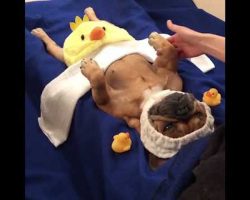Watch This Hilarious French Bulldog Enjoy Her Spa Treatment…