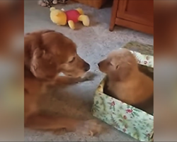 Lonely 12-Yr-Old Golden Gets Fluffy Gift & His Reaction Will Give You The Feels
