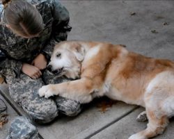 Old Golden Retriever Has Heart-Wrenching Reaction To Soldier Owner Coming Home