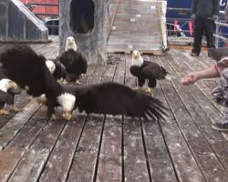 Man In Alaska Feeds Bald Eagles – Watch As The Camera Pans Left