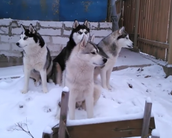 Huskies Gather In The Mornings To Sing The Song Of Their People