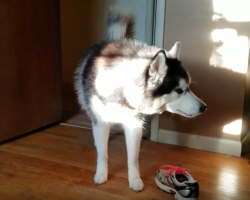 Husky Takes Offense To Mom Accusing Him Of Taking A Shoe, Then Goes And Gets It
