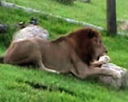 Lion Touches Grass For The First Time – And His Reaction Will Make Your Heart Melt!