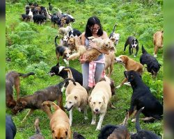 Meet the “Mother Teresa of Mutts,” whose no-kill sanctuary nurtures 900 stray dogs